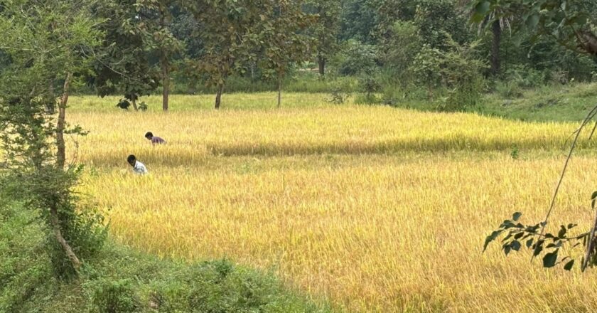 LongStraw Carbon Brings Climate Action and Rural Employment Together in Odisha’s Tribal Heartland